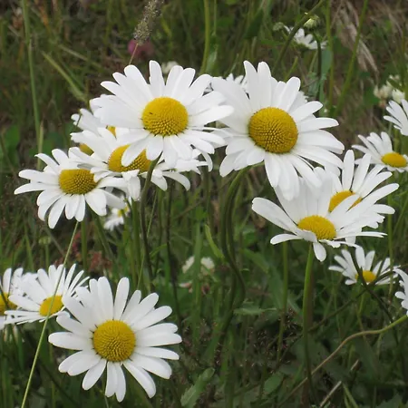 Hakkesetstolen Fjellstugu מלון *