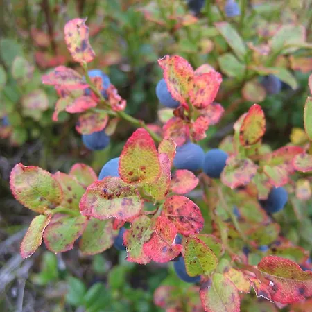 מלון Hakkesetstolen Fjellstugu